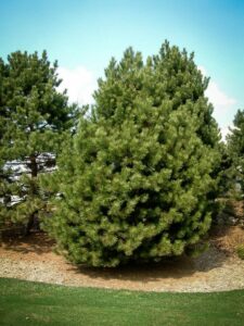 Сосна Чёрная (Pinus Nigra) купить по цене от 270.00р. в интернет-магазине «Посадика» с доставкой почтой в в Алексеевке и по всей России – [изображение №1].