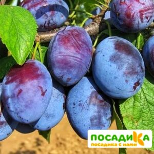 Слива Чачакская ранняя купить по цене от 229.00р. в интернет-магазине «Посадика» с доставкой почтой в в Алексеевке и по всей России – [изображение №1].