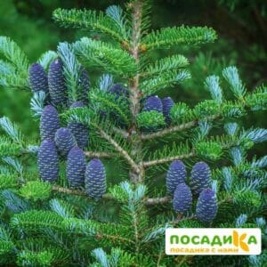 Пихта корейская (Abies koreana) купить по цене от 450.00р. в интернет-магазине «Посадика» с доставкой почтой в в Алексеевке и по всей России – [изображение №1].