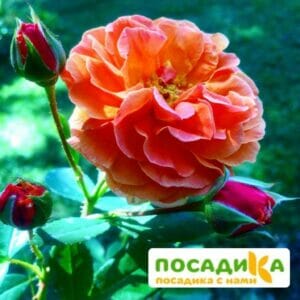 Роза Арабия купить по цене от 350.00р. в интернет-магазине «Посадика» с доставкой почтой в в Алексеевке и по всей России – [изображение №1].