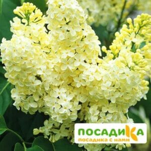 Сирень Примроуз (Primrose) купить по цене от 529.00р. в интернет-магазине «Посадика» с доставкой почтой в в Алексеевке и по всей России – [изображение №1].