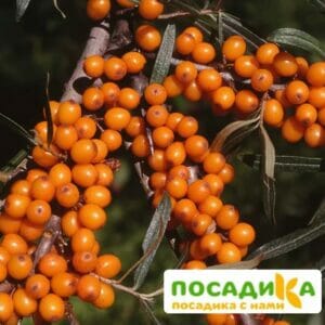 Облепиха мужская Полмикс (Pollmix) купить по цене от 380.00р. в интернет-магазине «Посадика» с доставкой почтой в в Алексеевке и по всей России – [изображение №1].