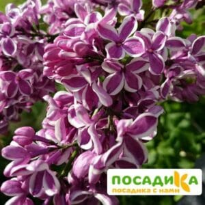 Сирень Сенсация купить по цене от 529.00р. в интернет-магазине «Посадика» с доставкой почтой в в Алексеевке и по всей России – [изображение №1].