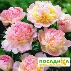 Пион Распберри Сандей (Paeonia Raspberry Sundae) купить по цене от 959р. в интернет-магазине «Посадика» с доставкой почтой в в Алексеевке и по всей России – [изображение №1].