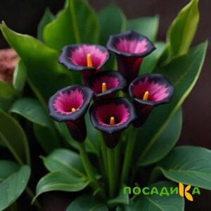 Калла Аура Лейс купить по цене от 400р. в интернет-магазине «Посадика» с доставкой почтой в в Алексеевке и по всей России – [изображение №1].