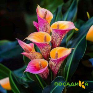 Калла Оникс купить по цене от 450р. в интернет-магазине «Посадика» с доставкой почтой в в Алексеевке и по всей России – [изображение №1].