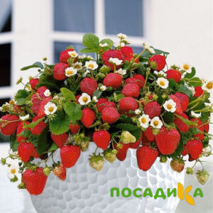 Клубника Рубиновый Шепот (горшечная) купить по цене от 240р. в интернет-магазине «Посадика» с доставкой почтой в в Алексеевке и по всей России – [изображение №1].