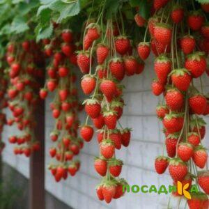 Клубника вьющаяся Комплимент купить по цене от 470р. в интернет-магазине «Посадика» с доставкой почтой в в Алексеевке и по всей России – [изображение №1].