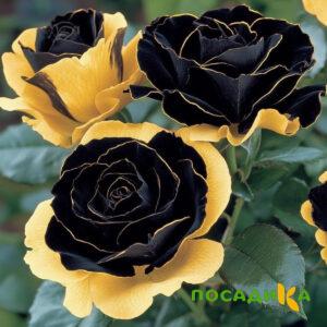 Роза Ханни Сикл купить по цене от 700р. в интернет-магазине «Посадика» с доставкой почтой в в Алексеевке и по всей России – [изображение №1].