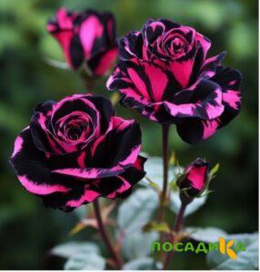 Роза Багровый Шепот купить по цене от 366р. в интернет-магазине «Посадика» с доставкой почтой в в Алексеевке и по всей России – [изображение №1].