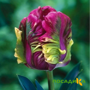 Тюльпан Экзотик Хэвен купить по цене от 186р. в интернет-магазине «Посадика» с доставкой почтой в в Алексеевке и по всей России – [изображение №1].