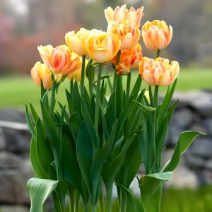 Тюльпан Верона Санрайз купить по цене от 280р. в интернет-магазине «Посадика» с доставкой почтой в в Алексеевке и по всей России – [изображение №1].