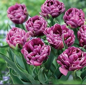 Тюльпан Айс Крим купить по цене от 430р. в интернет-магазине «Посадика» с доставкой почтой в в Алексеевке и по всей России – [изображение №1].