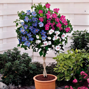 Гибискус-Дерево Триколор купить по цене от 289р. в интернет-магазине «Посадика» с доставкой почтой в в Алексеевке и по всей России – [изображение №1].