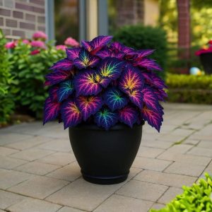 Хоста Фрости Блю купить по цене от 389р. в интернет-магазине «Посадика» с доставкой почтой в в Алексеевке и по всей России – [изображение №1].