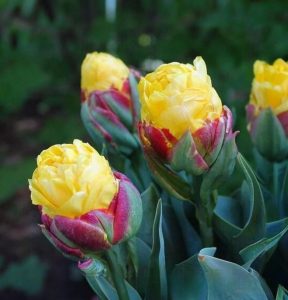 Тюльпан Айс Крим Банана купить по цене от 360р. в интернет-магазине «Посадика» с доставкой почтой в в Алексеевке и по всей России – [изображение №1].