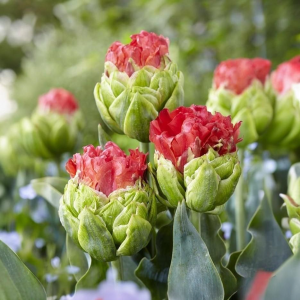 Тюльпан Бычий Глаз купить по цене от 275р. в интернет-магазине «Посадика» с доставкой почтой в в Алексеевке и по всей России – [изображение №1].