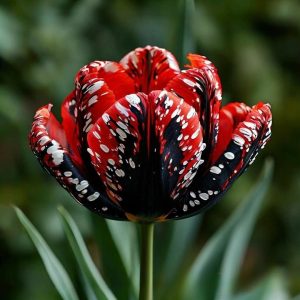 Тюльпан Вельвет Файер купить по цене от 394р. в интернет-магазине «Посадика» с доставкой почтой в в Алексеевке и по всей России – [изображение №1].