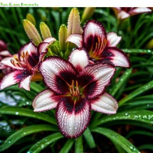 Лилейник Крим Сикл купить по цене от 799р. в интернет-магазине «Посадика» с доставкой почтой в в Алексеевке и по всей России – [изображение №1].