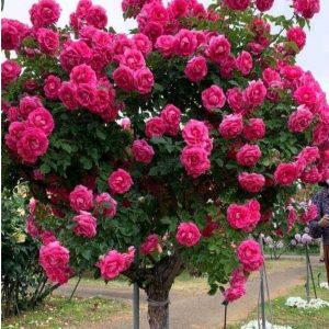 Роза Версаля купить по цене от 232р. в интернет-магазине «Посадика» с доставкой почтой в в Алексеевке и по всей России – [изображение №1].