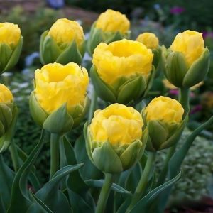 Тюльпан махровый Ванила Коп купить по цене от 159р. в интернет-магазине «Посадика» с доставкой почтой в в Алексеевке и по всей России – [изображение №1].