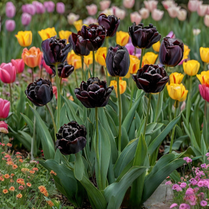 Тюльпан махровый Рейдинс Дарк купить по цене от 230р. в интернет-магазине «Посадика» с доставкой почтой в в Алексеевке и по всей России – [изображение №1].