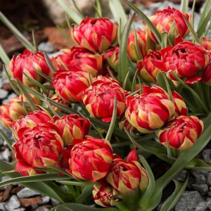 Тюльпан Ап Пинк купить по цене от 390р. в интернет-магазине «Посадика» с доставкой почтой в в Алексеевке и по всей России – [изображение №1].