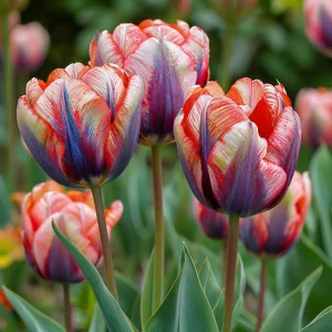 Тюльпан Эбисан Грэйс купить по цене от 217р. в интернет-магазине «Посадика» с доставкой почтой в в Алексеевке и по всей России – [изображение №1].