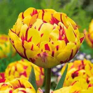 Тюльпан махровый Голден Ницц купить по цене от 361р. в интернет-магазине «Посадика» с доставкой почтой в в Алексеевке и по всей России – [изображение №1].