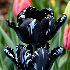 Тюльпан Шелк Нуар купить по цене от 219р. в интернет-магазине «Посадика» с доставкой почтой в в Алексеевке и по всей России – [изображение №1].