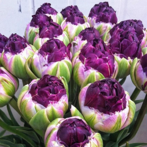 Тюльпан Анаконда купить по цене от 450р. в интернет-магазине «Посадика» с доставкой почтой в в Алексеевке и по всей России – [изображение №1].