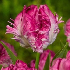 Тюльпан махровый Кул Кристал купить по цене от 400р. в интернет-магазине «Посадика» с доставкой почтой в в Алексеевке и по всей России – [изображение №1].