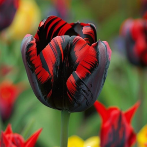 Тюльпан Блэк Перрот купить по цене от 351р. в интернет-магазине «Посадика» с доставкой почтой в в Алексеевке и по всей России – [изображение №1].