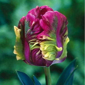 Тюльпан Экзотик Хэвен купить по цене от 186р. в интернет-магазине «Посадика» с доставкой почтой в в Алексеевке и по всей России – [изображение №1].