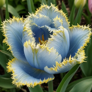 Тюльпан Махровый Амплуа купить по цене от 199р. в интернет-магазине «Посадика» с доставкой почтой в в Алексеевке и по всей России – [изображение №1].