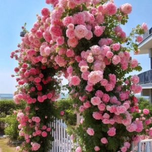 Роза Пастель Розе купить по цене от 605р. в интернет-магазине «Посадика» с доставкой почтой в в Алексеевке и по всей России – [изображение №1].