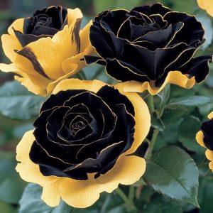 Роза Ханни Сикл купить по цене от 700р. в интернет-магазине «Посадика» с доставкой почтой в в Алексеевке и по всей России – [изображение №1].